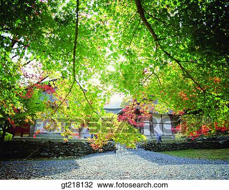 exterior, day, daytime, daylight, tree, maple, fresh green View Large Photo Image Stock Image - exterior, day, daytime, daylight, tree, maple, fresh green. Fotosearch