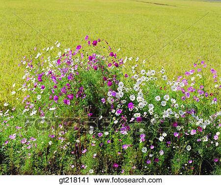 nature, landscape, scene, scenery, exterior, day, daytime View Large Photo Image Stock Image - nature, landscape, scene, scenery, exterior, day, daytime. Fotosearch