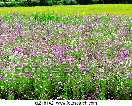 nature, landscape, scene, scenery, exterior, day, daytime View Large Photo Image Stock Image - nature, landscape, scene, scenery, exterior, day, daytime. Fotosearch