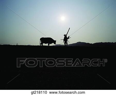 person, exterior, day, daytime, daylight, labor, cow View Large Photo Image Stock Image - person, exterior, day, daytime, daylight, labor, cow. Fotosearch