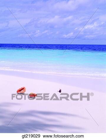 Stock Photo - coast, seashore, sandsy beach, sea, sands, beach, field. Fotosearch