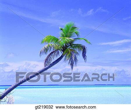 Stock Image - sea, coconut palm, coconut tree, coconuttree, coconut palm, coconut tree, coconut. Fotosearch