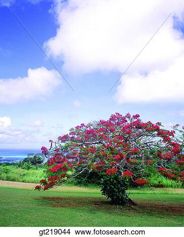 tree, one, lawn, grass, lawn, sky, cloud View Large Photo Image Picture - tree, one, lawn, grass, lawn, sky, cloud. Fotosearch