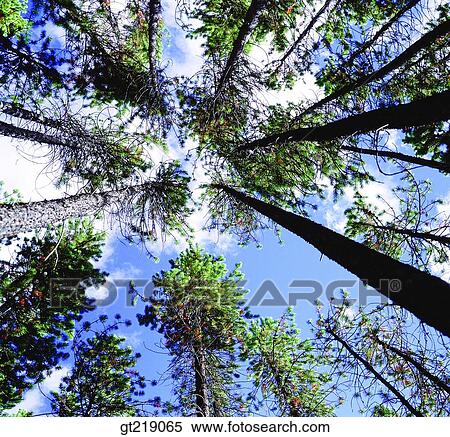 tree, sky, cloud, clouds, low angle, outdoor, exterior View Large Photo Image Stock Photography - tree, sky, cloud, clouds, low angle, outdoor, exterior. Fotosearch