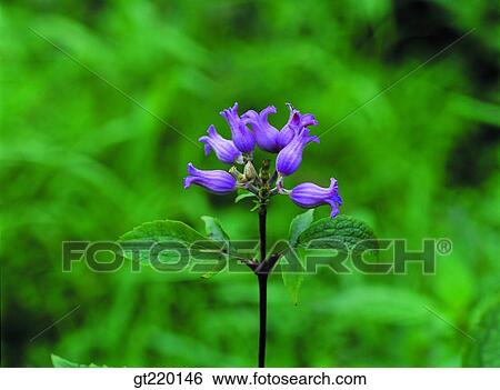 雑草 草 雑草 Hamback 山 自然 野生の 花 植物 画像コレクション Gt2146 Fotosearch