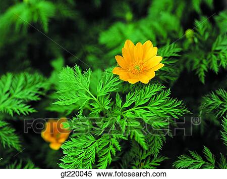 韓国 Bohyun 山 リーフレット 草 雑草 自然 野生の 花 ストックフォト 写真素材 Gt2045 Fotosearch
