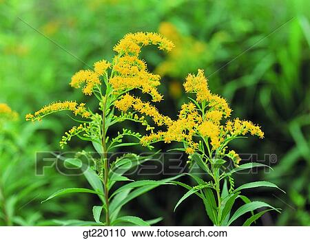 Bohyun mountain, grass, weed, nature, wild flower, plant, plants View Large Photo Image Stock Image - Bohyun mountain, grass, weed, nature, wild flower, plant, plants. Fotosearch