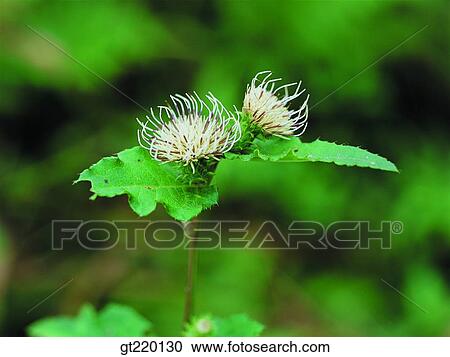 Cirsium, thistle, grass, weed, Chiri mountain, nature, wild flower View Large Photo Image Stock Image - Cirsium, thistle, grass, weed, Chiri mountain, nature, wild flower. Fotosearch