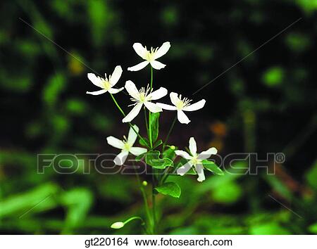 Clematis mandshurica, Bisul mountain, nature, wild flower, plant, plants, vegetation View Large Photo Image Picture - Clematis mandshurica, Bisul mountain, nature, wild flower, plant, plants, vegetation. Fotosearch