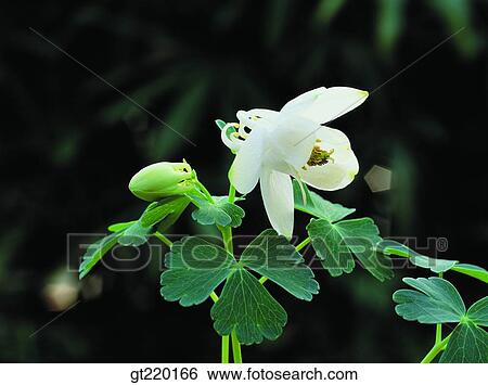 Columbine, columbine, nature, wild flower, plant, plants, vegetation View Large Photo Image Stock Photograph - Columbine, columbine, nature, wild flower, plant, plants, vegetation. Fotosearch