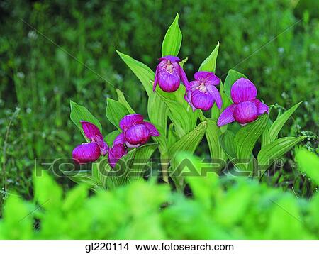 Cypripedium, Cypripedium macranthum Swartz, Hamback mountain, wild orchid, iris, grass, weed View Large Photo Image Picture - Cypripedium, Cypripedium macranthum Swartz, Hamback mountain, wild orchid, iris, grass, weed. Fotosearch