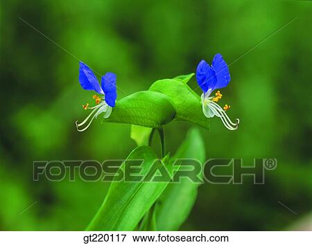 dayflower, weed, grass, weed, Bisul mountain, nature, wild flower View Large Photo Image Stock Photo - dayflower, weed, grass, weed, Bisul mountain, nature, wild flower. Fotosearch