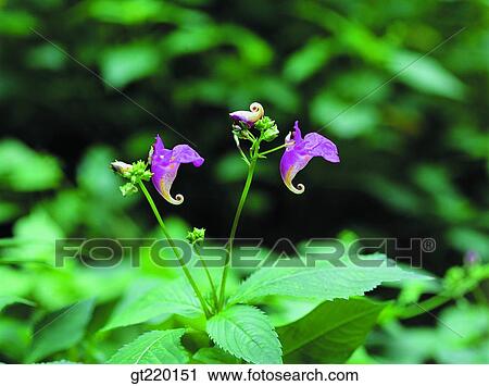 Garden Balsam, garden Balsam, Bisul mountain, grass, weed, nature, wild flower View Large Photo Image Stock Image - Garden Balsam, garden Balsam, Bisul mountain, grass, weed, nature, wild flower. Fotosearch