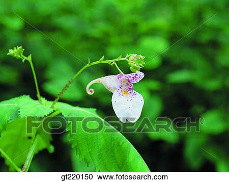 Stock Image - Garden Balsam, garden Balsam, Garden Balsam, garden Balsam, Hamback mountain, nature, wild flower. Fotosearch