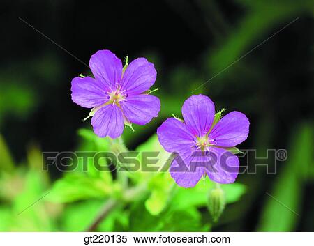 Geranium thunbergii, weed, Bisul mountain, leaf, leaves, nature, wild flower View Large Photo Image Stock Photography - Geranium thunbergii, weed, Bisul mountain, leaf, leaves, nature, wild flower. Fotosearch