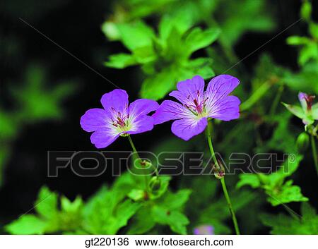 Geranium thunbergii, weed, Bohyun mountain, grass, weed, nature, wild flower View Large Photo Image Stock Photograph - Geranium thunbergii, weed, Bohyun mountain, grass, weed, nature, wild flower. Fotosearch