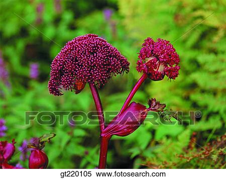 Hamback mountain, lawn, grass, nature, wild flower, plant, plants View Large Photo Image Stock Photography - Hamback mountain, lawn, grass, nature, wild flower, plant, plants. Fotosearch