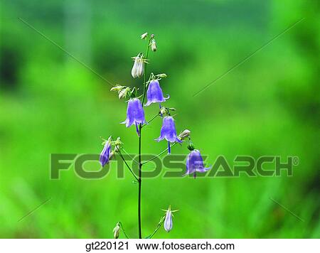 Hamback mountain, nature, wild flower, plant, plants, vegetation, outdoor View Large Photo Image Stock Image - Hamback mountain, nature, wild flower, plant, plants, vegetation, outdoor. Fotosearch