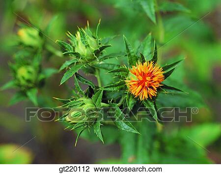 hongwha, Hongwha, medicines, drugs, bud, sprout, grass View Large Photo Image Stock Image - hongwha, Hongwha, medicines, drugs, bud, sprout, grass. Fotosearch