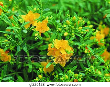 Stock Photo - Hypericum galioides, bell, lawn, grass, grass, weed, nature. Fotosearch
