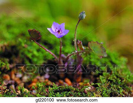 Jeffersonia, weed, Bohyun mountain, moss, lichen, nature, wild flower View Large Photo Image Stock Image - Jeffersonia, weed, Bohyun mountain, moss, lichen, nature, wild flower. Fotosearch