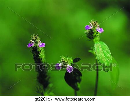 Justicia procumbens, grass, weed, nature, wild flower, plant, plants View Large Photo Image Stock Photo - Justicia procumbens, grass, weed, nature, wild flower, plant, plants. Fotosearch