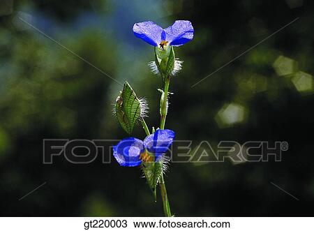 Korea, Aconitum jaluense, purple, violet, nature, wild flower, plant View Large Photo Image Stock Image - Korea, Aconitum jaluense, purple, violet, nature, wild flower, plant. Fotosearch