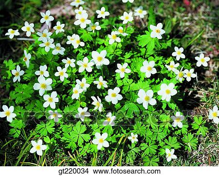 Korea, Anemone koraiensis, anemonem, windflower, Hamback mountain, nature View Large Photo Image Picture - Korea, Anemone koraiensis, anemonem, windflower, Hamback mountain, nature. Fotosearch