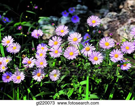 Stock Image - Korea, Aster koraiensis, Taeback mountain, nature, wild flower, plant, plants. Fotosearch