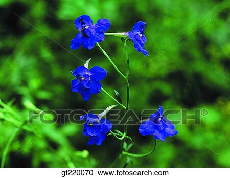 Stock Image - Korea, Backdoosan, backdoo mountain, backdoosan, purple, violet, nature. Fotosearch