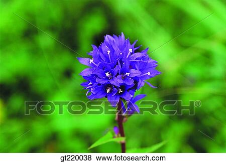 Korea, Campanula glomerata, Hamback mountain, purple, violet, closeup, close up View Large Photo Image Stock Photo - Korea, Campanula glomerata, Hamback mountain, purple, violet, closeup, close up. Fotosearch