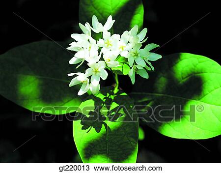 Korea, Chnanchum ascyrifolium, Bohyun mountain, shade, nature, wild flower, plant View Large Photo Image Stock Image - Korea, Chnanchum ascyrifolium, Bohyun mountain, shade, nature, wild flower, plant. Fotosearch