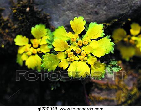 Stock Photo - Korea, Chrysosplenium grayanum, Taeback mountain, rock, nature, wild flower, plant. Fotosearch