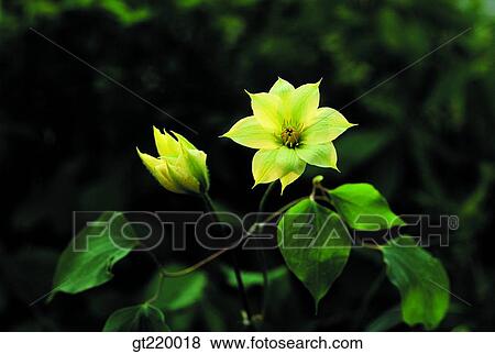 Korea, Clematis patens, Juwang mountain, bud, sprout, nature, wild flower View Large Photo Image Stock Photo - Korea, Clematis patens, Juwang mountain, bud, sprout, nature, wild flower. Fotosearch