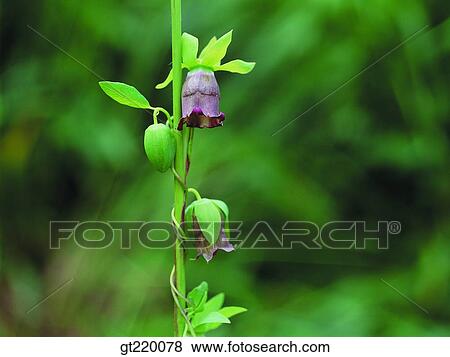 Stock Photo - Korea, Codonopsis ussuriensis, Chiri mountain, vine, bine, tendril, bud. Fotosearch