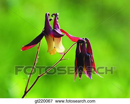 Korea, Columbine, Taeback mountain, nature, wild flower, plant, plants View Large Photo Image Stock Photo - Korea, Columbine, Taeback mountain, nature, wild flower, plant, plants. Fotosearch