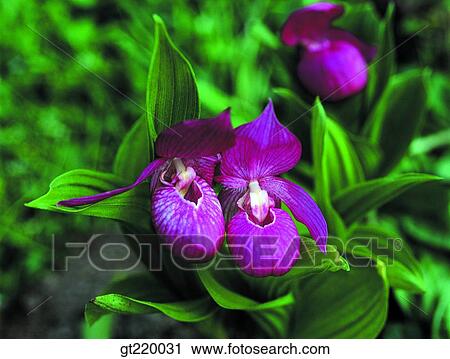 Korea, Cypripedium, Cypripedium macranthum Swartz, Hamback mountain, wild orchid, iris, closeup View Large Photo Image Stock Image - Korea, Cypripedium, Cypripedium macranthum Swartz, Hamback mountain, wild orchid, iris, closeup. Fotosearch