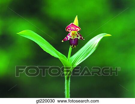 Korea, Cypripedium guttatum, Hamback mountain, one flower, grass, weed, wild orchid View Large Photo Image Stock Image - Korea, Cypripedium guttatum, Hamback mountain, one flower, grass, weed, wild orchid. Fotosearch