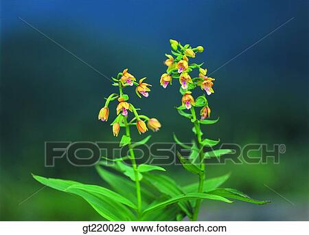 Korea, Epipactis thunbergii, orchid, Chiri mountain, wild orchid, iris, nature View Large Photo Image Stock Photo - Korea, Epipactis thunbergii, orchid, Chiri mountain, wild orchid, iris, nature. Fotosearch