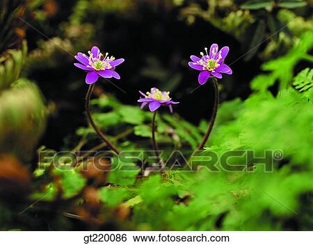 Korea, Hepatica, hepatica, Cheju Island, Cheju, nature, wild flower View Large Photo Image Stock Photograph - Korea, Hepatica, hepatica, Cheju Island, Cheju, nature, wild flower. Fotosearch