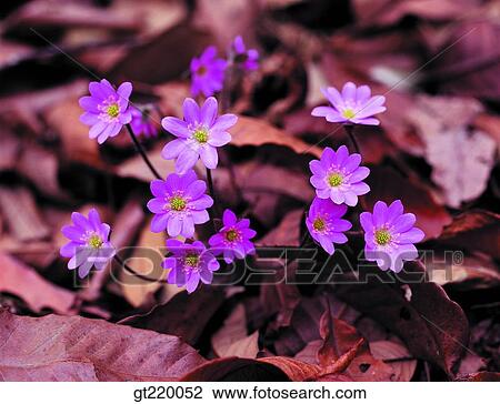 Korea, Hepatica, hepatica, palgong mountain, nature, wild flower, plant View Large Photo Image Stock Image - Korea, Hepatica, hepatica, palgong mountain, nature, wild flower, plant. Fotosearch
