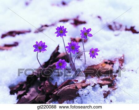 Korea, Hepatica, hepatica, palgong mountain, snow, early spring, nature View Large Photo Image Stock Photo - Korea, Hepatica, hepatica, palgong mountain, snow, early spring, nature. Fotosearch