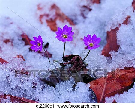 Korea, Hepatica, hepatica, snow, early spring, palgong mountain, nature View Large Photo Image Stock Image - Korea, Hepatica, hepatica, snow, early spring, palgong mountain, nature. Fotosearch