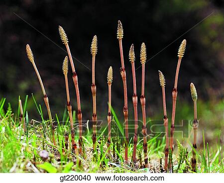 Korea, horsetail, joint grassgrass, weed, field, plain, nature View Large Photo Image Stock Image - Korea, horsetail, joint grassgrass, weed, field, plain, nature. Fotosearch