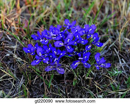 Korea, iris, blue flagflower, iris, blue flagflower, Gaya mountain, purple View Large Photo Image Stock Image - Korea, iris, blue flagflower, iris, blue flagflower, Gaya mountain, purple. Fotosearch