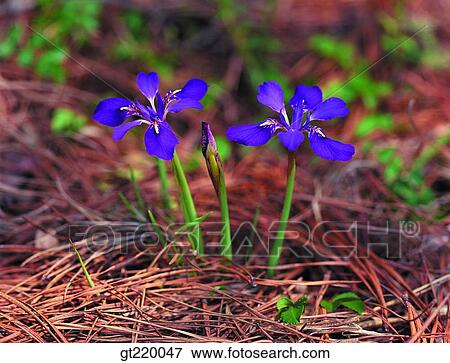 Korea, iris, blue flagflower, iris, blue flagflower, Gaya mountain, nature View Large Photo Image Stock Photo - Korea, iris, blue flagflower, iris, blue flagflower, Gaya mountain, nature. Fotosearch