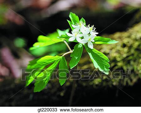 Korea, Isopyrum raddeanum, anemonem, windflower, Taeback mountain, leaflet, grass View Large Photo Image Stock Image - Korea, Isopyrum raddeanum, anemonem, windflower, Taeback mountain, leaflet, grass. Fotosearch