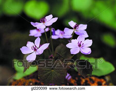 Korea, Jeffersonia, weed, Bohyun mountain, nature, wild flower, plant View Large Photo Image Stock Photo - Korea, Jeffersonia, weed, Bohyun mountain, nature, wild flower, plant. Fotosearch