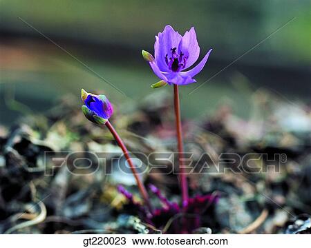 Korea, Jeffersonia, weed, bud, sprout, Bohyun mountain, nature View Large Photo Image Stock Image - Korea, Jeffersonia, weed, bud, sprout, Bohyun mountain, nature. Fotosearch