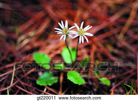 Stock Image - Korea, Leibnitzia anandria, one flower, nature, wild flower, plant, plants. Fotosearch